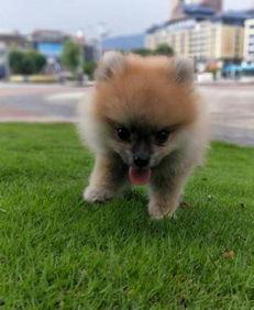 博美犬可以吃哈密瓜,揭秘哈密瓜的甜蜜诱惑