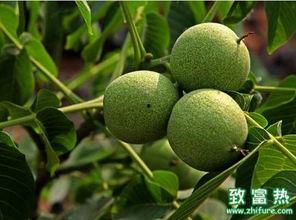 每日农经吃瓜,吃瓜群众眼中的农业新风尚