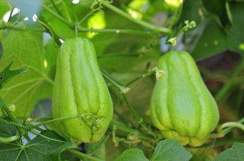 佛手瓜是玉女瓜吗怎么吃,玉女瓜的养生美味，多样食法尽享健康