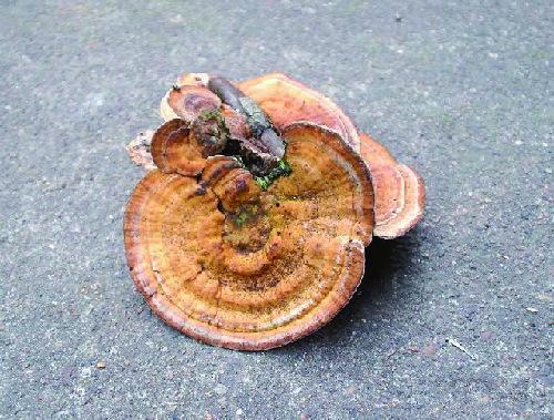 吃凉瓜可以吃灵芝吗,健康饮食的完美搭配