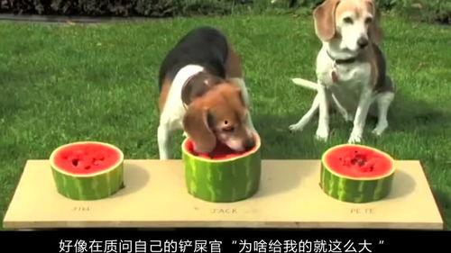 吃瓜狗愣住,揭秘娱乐圈惊人内幕