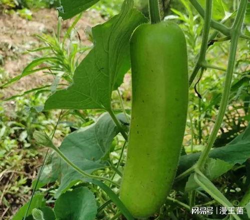 产妇吃瓠子瓜,瓠子瓜的营养与食用指南