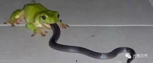 吃瓜蛇动图,趣味横生的自然瞬间