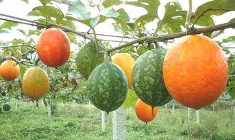 做吊瓜吃,探索传统吊瓜的独特风味