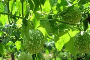 做吊瓜吃,探索传统吊瓜的独特风味