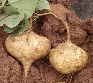 梦见自己吃生土瓜,揭秘生土瓜的神秘寓意