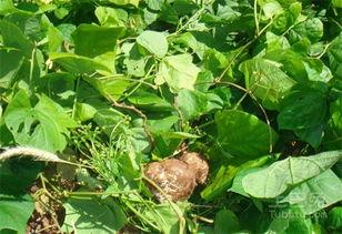 梦见自己吃生土瓜,揭秘生土瓜的神秘寓意