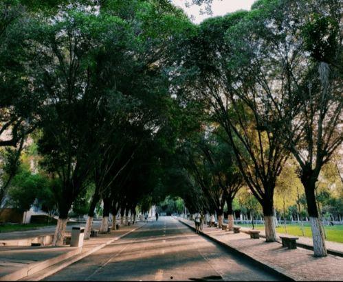 农大草坪吃瓜,夏日吃瓜好去处