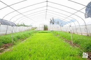 农大草坪吃瓜,夏日吃瓜好去处