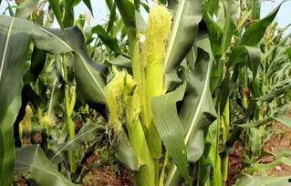 扶着墙吃瓜,揭秘娱乐圈的幕后故事