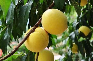 扶着墙吃瓜,揭秘娱乐圈的幕后故事