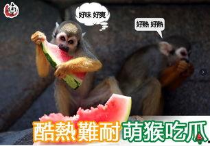 吃瓜猴女,揭秘校园里的“瓜田”趣事