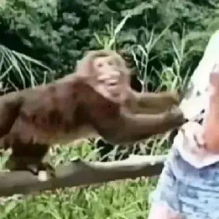 吃瓜猴女,揭秘校园里的“瓜田”趣事