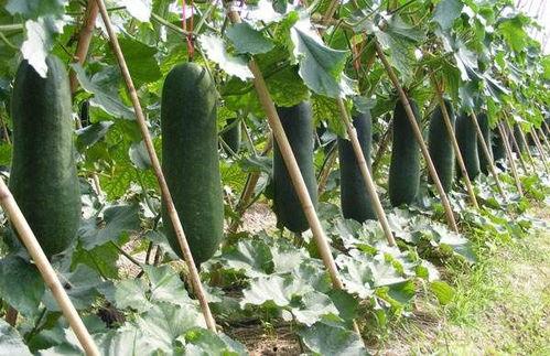 有瓜吃瓜有豆,共享丰收喜悦