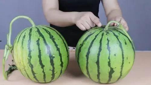 南大经管学吃瓜,揭秘校园热点背后的故事