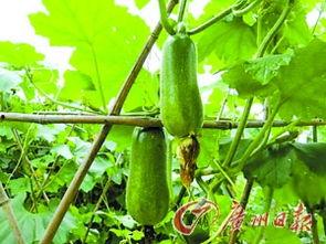 秋瓜叶怎么吃,探索秋季健康美食新选择