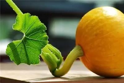 秋瓜叶怎么吃,探索秋季健康美食新选择