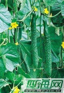 秋瓜叶怎么吃,探索秋季健康美食新选择