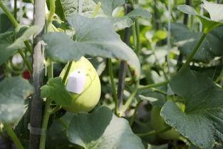 新玉吃瓜,揭秘娱乐圈最新热点事件