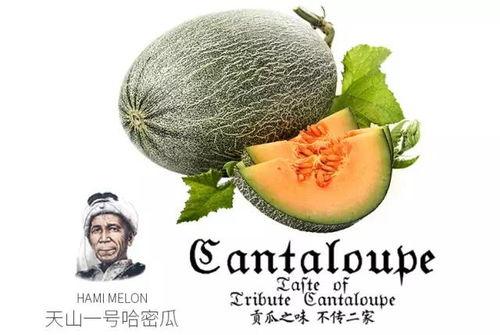 晨曦吃瓜公众号,揭秘娱乐圈那些不为人知的幕后故事