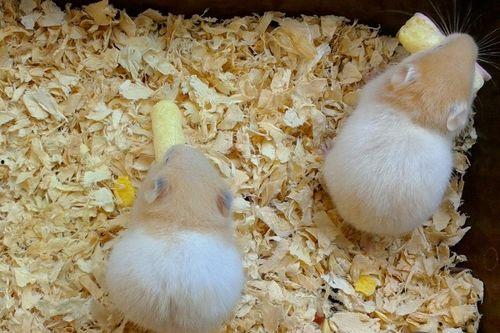 仓鼠吃瓠子瓜吗,瓠子瓜，仓鼠的美食新选择？