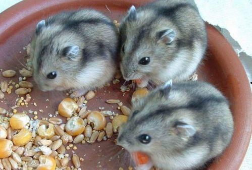 仓鼠吃瓠子瓜吗,瓠子瓜，仓鼠的美食新选择？