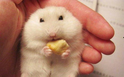 仓鼠吃瓠子瓜吗,瓠子瓜，仓鼠的美食新选择？