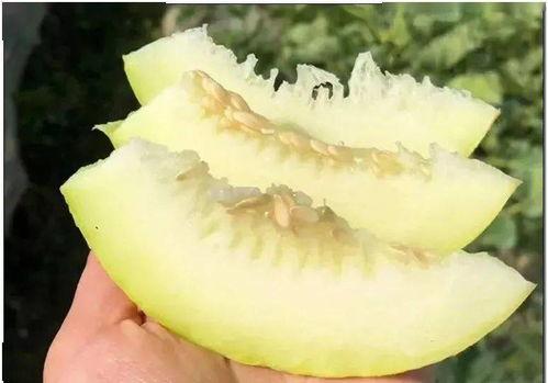 宫中吃瓜陆渊,陆渊的吃瓜传奇