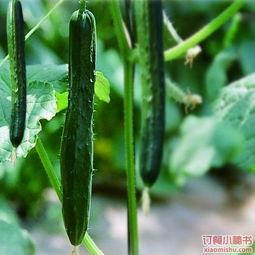 祺鑫吃瓜日常,揭秘娱乐圈幕后故事