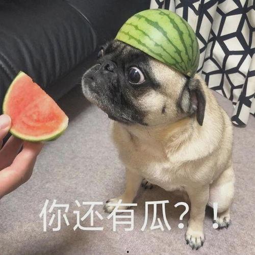 吃瓜护士长,揭秘医疗行业背后的趣味故事