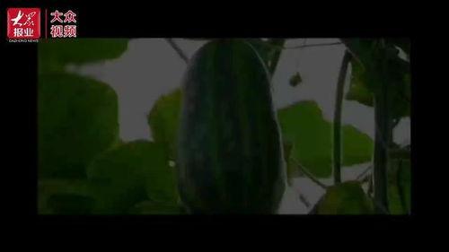 吃瓜群众感人视频,感人视频见证人间真情