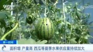 凤梨吃瓜群众,揭秘网络热议背后的真相与趣味