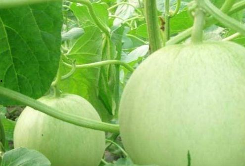 梦见准备摘葫芦吃瓜,揭秘摘葫芦吃瓜的神秘寓意