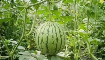 梦见准备摘葫芦吃瓜,揭秘摘葫芦吃瓜的神秘寓意