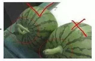 吃瓜如有神,揭秘网络舆论背后的神秘力量