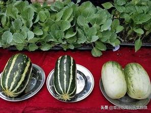 章丘吃大瓜,大瓜的诱惑与美味