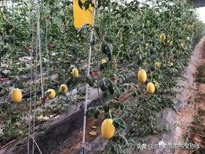 章丘吃大瓜,大瓜的诱惑与美味