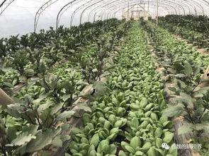 黄河边吃瓜,黄河岸边瓜果香