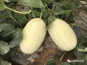 黄河边吃瓜,黄河岸边瓜果香