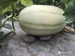 黄河边吃瓜,黄河岸边瓜果香