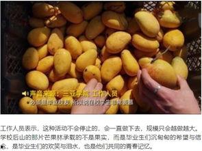 海南学校热点吃瓜,揭秘校园美食风云录