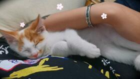 猫吃蜜瓜吗,揭秘猫吃蜜瓜的趣味瞬间