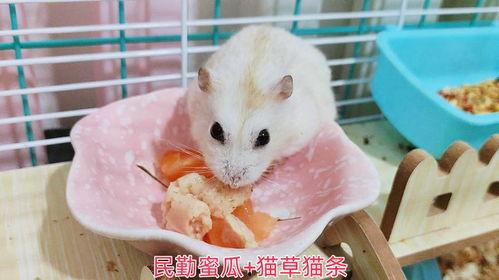 猫吃蜜瓜吗,揭秘猫吃蜜瓜的趣味瞬间