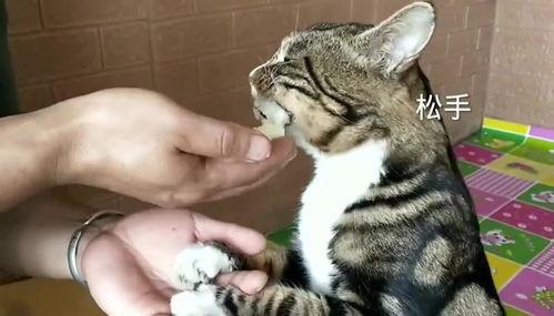 猫吃蜜瓜吗,揭秘猫吃蜜瓜的趣味瞬间