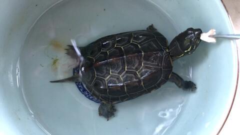 斗鱼小乌龟吃瓜事件,网络热议背后的真相揭秘