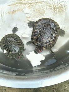 斗鱼小乌龟吃瓜事件,网络热议背后的真相揭秘