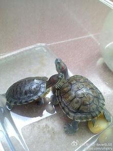 斗鱼小乌龟吃瓜事件,网络热议背后的真相揭秘