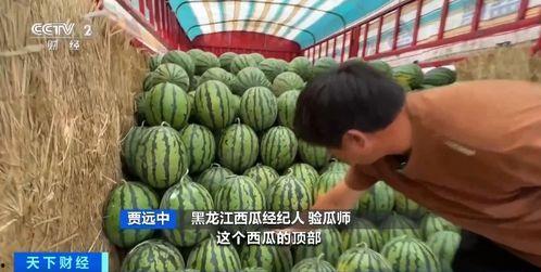 ccd吃瓜,CCD视角下的娱乐圈吃瓜大揭秘