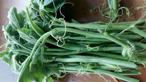 瓜尖杆可以吃,意想不到的美食新发现