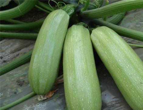 西密瓜怎样吃,探索美味新境界